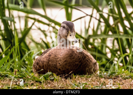 La femelle Canard colvert s'est assise sur le sol à côté du lac Banque D'Images