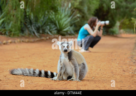 Un touriste de prendre une photo de la faune dans la réserve Berenty Madagascar Banque D'Images