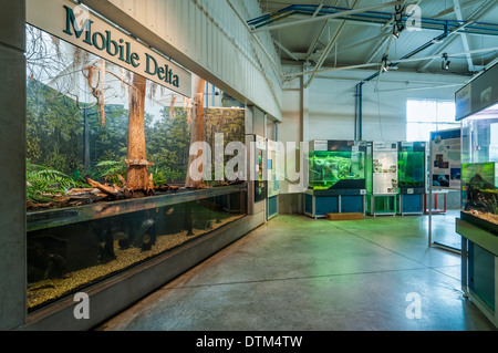 À l'intérieur de l'Estuarium, Dauphin Island, Alabama. Banque D'Images