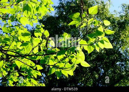 Catalpa bignonioides. Feuilles et fruits libre contre le ciel bleu Banque D'Images