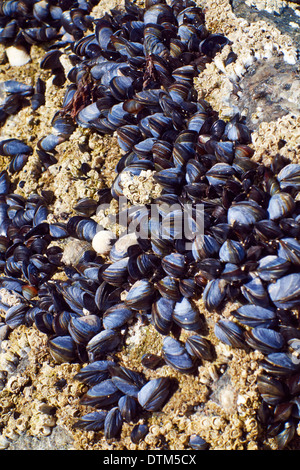 Petites moules accroché à une plage rocheuse sur South Uist, extra-Hebbrides, Ecosse, Royaume-Uni. Banque D'Images