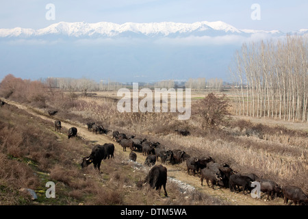 Un troupeau de buffles dans le domaine de Kerkini lake, dans le nord de la Grèce Banque D'Images