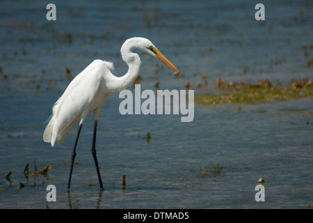 Une grande aigrette (héron blanc) vient de prendre un petit poisson dans le lagon à côté de la plage de Nusa Dua, Bali, Indonésie Banque D'Images