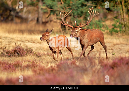 Red Deer, hommes et femmes, le parc national De Hoge Veluwe, Pays-Bas, Europe / (Cervus elaphus) / rut, rut Banque D'Images