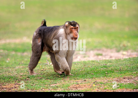 Le sud de l'Pig-Tailed, macaques mâles adultes, en Asie du Sud-Est, Asie / (Macaca nemestrina) Banque D'Images