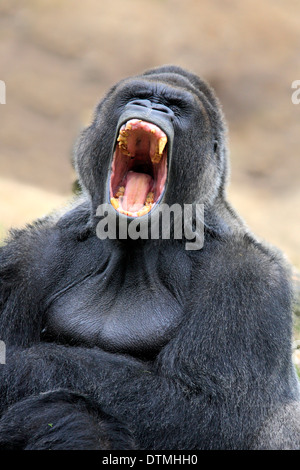 Gorille mâle adulte, menaçant, Afrique / (Gorilla gorilla gorilla) Banque D'Images