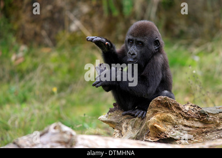 Gorille, les jeunes, de l'Afrique / (Gorilla gorilla gorilla) Banque D'Images