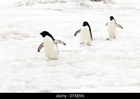 Adelie Penguin, groupe marche dans la neige, l'Antarctique, l'Île du Diable, mer de Weddell / (Pygoscelis adeliae) Banque D'Images