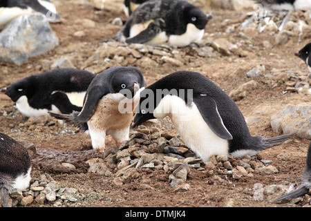 Adelie Penguin, couple au nid, l'Antarctique, l'Île du Diable, mer de Weddell / (Pygoscelis adeliae) Banque D'Images