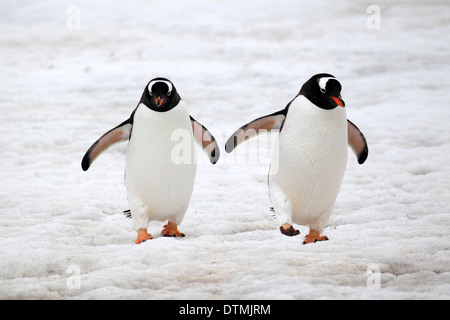 Gentoo pingouin, couple en train de marcher dans la neige, l'Antarctique, l'île de la demi-lune, mer de Weddell / (Pygoscelis papua) Banque D'Images