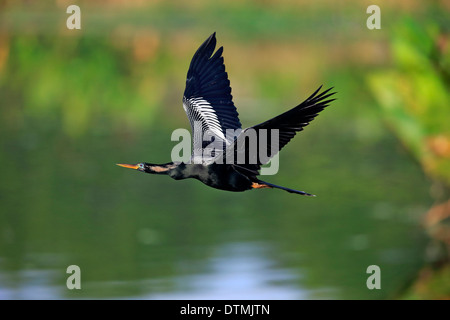 Anhinga, flying adultes en plumage nuptial, Wakodahatchee Wetlands, Delray Beach, Florida, USA, Amérique du Nord / (Anhinga anhinga) Banque D'Images