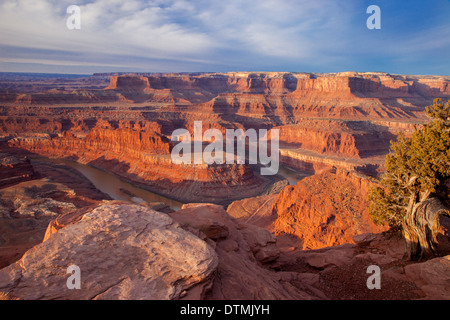 L'aube sur le fleuve Colorado à partir de Dead Horse Point, Canyonlands National Park, Utah, USA Banque D'Images