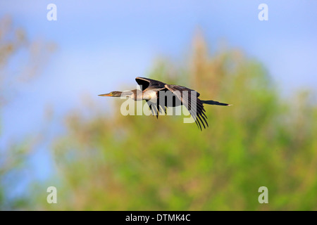 Anhinga, femelle adulte, Wakodahatchee Wetlands de vol, Delray Beach, Florida, USA, Amérique du Nord / (Anhinga anhinga) Banque D'Images