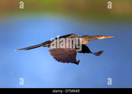 Anhinga, femelle adulte, Wakodahatchee Wetlands de vol, Delray Beach, Florida, USA, Amérique du Nord / (Anhinga anhinga) Banque D'Images