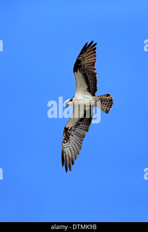 Osprey, flying adultes, Sanibel Island, Floride, USA, Amérique du Nord / (Pandion haliaetus carolinensis) Banque D'Images