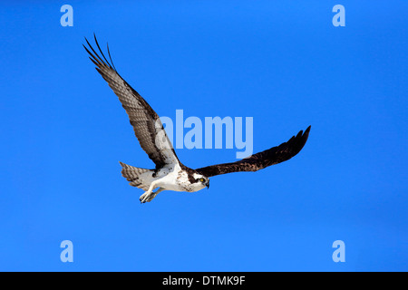 Osprey, flying adultes, Sanibel Island, Floride, USA, Amérique du Nord / (Pandion haliaetus carolinensis) Banque D'Images