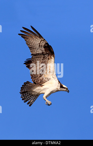 Osprey, flying adultes, Sanibel Island, Floride, USA, Amérique du Nord / (Pandion haliaetus carolinensis) Banque D'Images