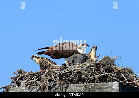 Osprey, sur son nid, Sanibel Island, Floride, USA, Amérique du Nord / (Pandion haliaetus carolinensis) Banque D'Images