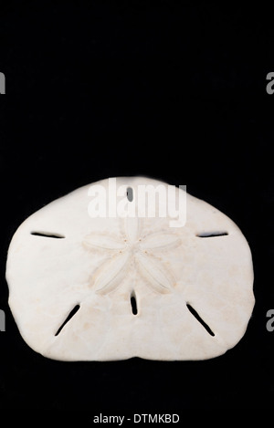 Détail de Sand Dollar sur fond noir. Banque D'Images
