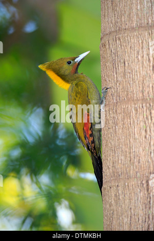 De plus, Pic Ã nuque jaune adulte à l'arbre, Asie / (Picus flavinucha) Banque D'Images