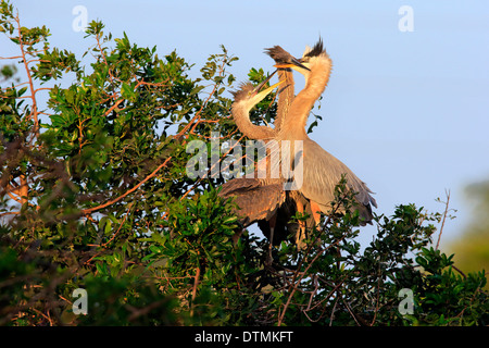 Grand Héron adulte avec petits au nid mendier de la nourriture Venise Rookery Venise Floride USA Amérique du Nord / (Ardea herodias) Banque D'Images