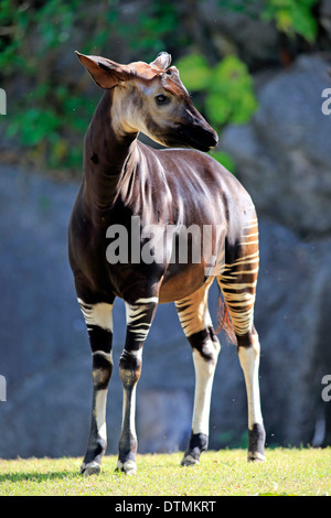 Okapi, alerte adultes, de l'Afrique (Okapia johnstoni) / Banque D'Images