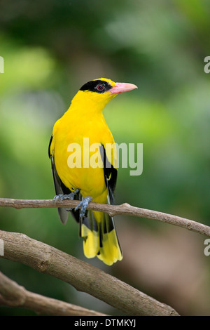 Black-Naped Oriole, des profils sur la branche, l'Asie de l'Est, Asie / (Oriolus chinensis) Banque D'Images