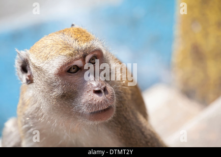 Gros plan Portrait singe macaque à Batu Caves en Malaisie Banque D'Images