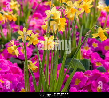 Se concentrer sur le centre de jardin de fleurs colorées s'affiche. Banque D'Images