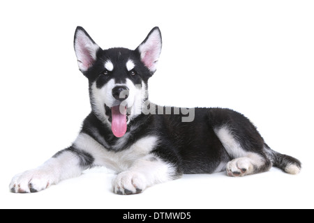 Chiot Malamute d'Alaska sur fond blanc en Studio Banque D'Images
