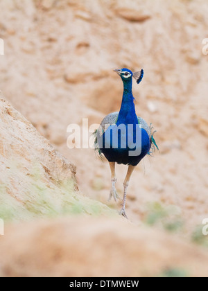 Paons indiens ou des paons bleus (Pavo cristatus) Banque D'Images