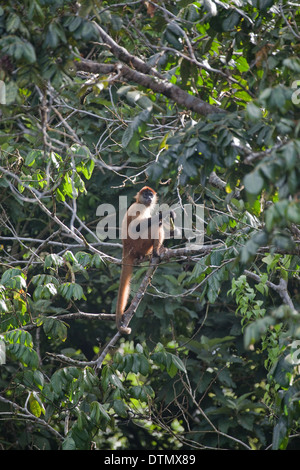 Les mains noires ou singe araignée de Geoffroy (Ateles geoffroyi). Corcovado. Costa Rica. Banque D'Images