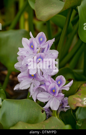 Jacinthe d'eau (Eichornia crassipes). Originaire d'Amazonie. Des fleurs. Sur un réservoir. Costa Rica. L'Amérique centrale. Banque D'Images