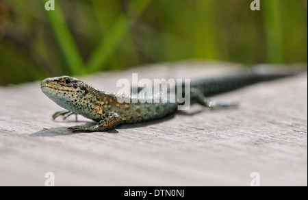 Lézard vivipare ou communs - Lacerta vivipara réchauffement au soleil Banque D'Images