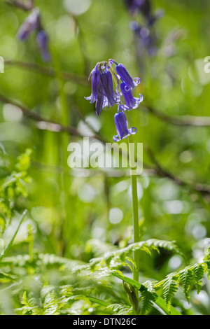 Bluebells au printemps. Banque D'Images