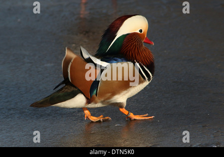 Close-up of a male Canard mandarin (Aix galericulata) en hiver, marcher sur la glace Banque D'Images