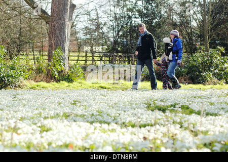 Les visiteurs à Hodsock Prieuré pause pour admirer les dérives de plus en plus Hodsock perce-neige woodland, Blyth, North Lincolnshire Banque D'Images