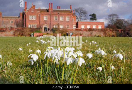 Perce-neige (Galanthus nivalis) floraison sur le gazon à un Hodsock Prieuré (photo), au cours de la célébration annuelle snowdrop, Dorset, UK Banque D'Images