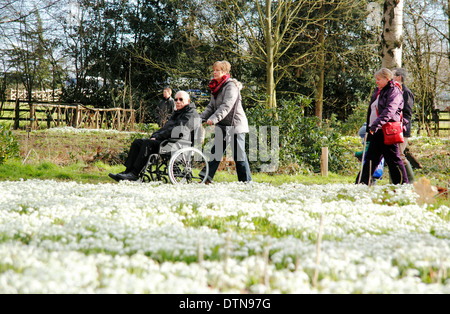 Les visiteurs à Hodsock Prieuré pause pour admirer les dérives de plus en plus Hodsock perce-neige woodland, Blyth, North Lincolnshire Banque D'Images