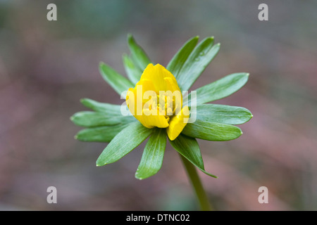 Eranthis hyemalis fleur en hiver. Une seule fleur aconit d'hiver. Banque D'Images