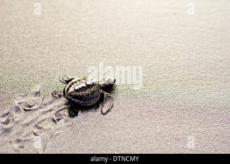 Un bébé tortue olivâtre se hisse à la rive après l'éclosion dans une plage de Maitum, Sarangani, province de Mindanao, le Philippine Banque D'Images