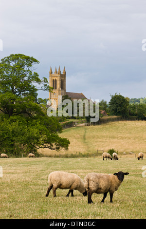 Moutons paissent dans les champs à proximité de la village des Cotswolds de Broadway, Worcestershire, Angleterre. L'été (juillet) 2010. Banque D'Images