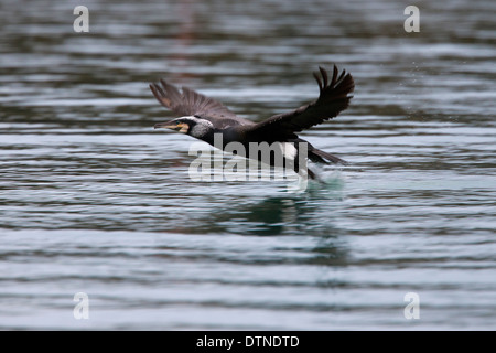 Grand Cormoran (Phalacrocorax carbo), au décollage, Newlyn, Cornwall, UK. Banque D'Images