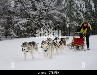 Femme passant d'une forêt enneigée musher avec quatre chiens de traîneau à chiens dans un événement course de Marmora Snofest Ontario Canada avec des arbres couverts de neige Banque D'Images