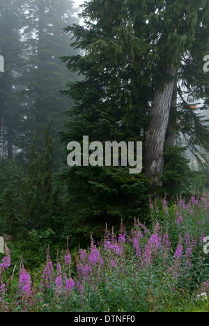 L'épilobe dans une forêt pluviale tempérée de la côte ouest de la Colombie-Britannique, Canada Banque D'Images