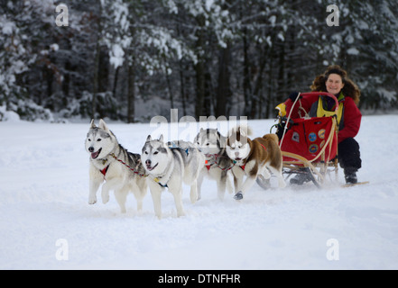 Femme accroupie musher avec quatre chiens de traîneau à chiens dans un événement course de Marmora Snofest Ontario Canada avec des arbres couverts de neige Banque D'Images