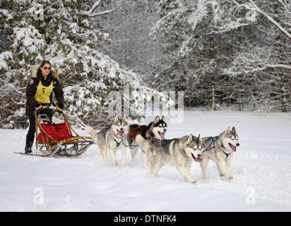 Musher femme sortant de la forêt enneigée avec quatre chiens de traîneau à chiens dans un événement course de Marmora Snofest Ontario Canada avec des arbres couverts de neige Banque D'Images