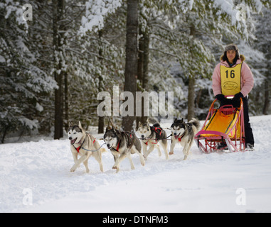 Jeune femme musher en rose avec quatre chiens de traîneau à chiens dans un événement course de Marmora Snofest Ontario Canada avec des arbres couverts de neige Banque D'Images