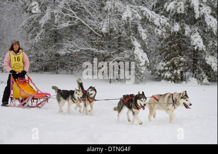 Musher fille teint foncé avec quatre chiens de traîneau à chiens dans un événement course de Marmora Snofest Ontario Canada avec des arbres couverts de neige Banque D'Images
