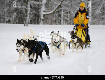 Musher mâle détendue avec husky sleddogs au démarrage de 10 km course de chiens de six dans la neige fraîche l'Ontario snofest marmora Banque D'Images